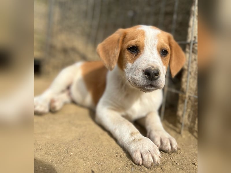 Tucker, geb. ca. 12/2024, lebt in GRIECHENLAND, auf einer privaten Pflegestelle