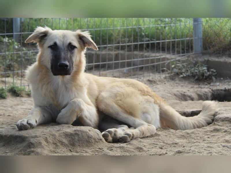 Arlo, geb. ca. 02/2023, lebt in GRIECHENLAND, im städt. Tierheim Serres