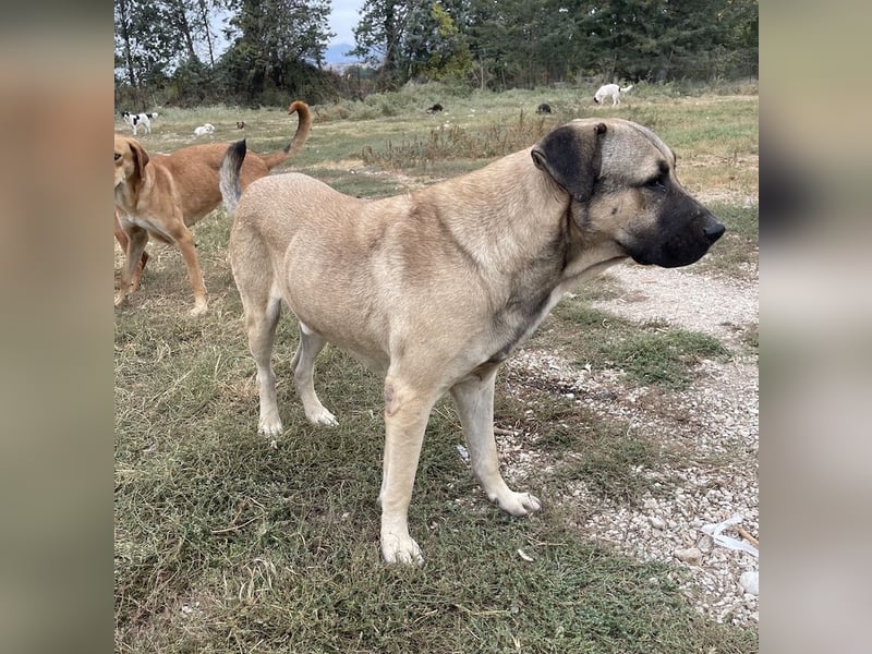 Apache, geb. ca. 04/2022, lebt in GRIECHENLAND, im städt. Tierheim Serres