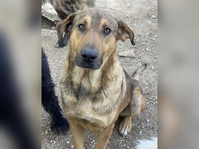 Novo, geb. ca. 04/2023, lebt in GRIECHENLAND, im städt. Tierheim Serres
