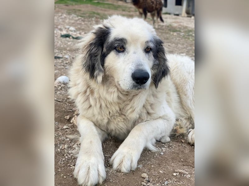 Günter, geb. ca. 09/2018, lebt in GRIECHENLAND, im städt. Tierheim Serres