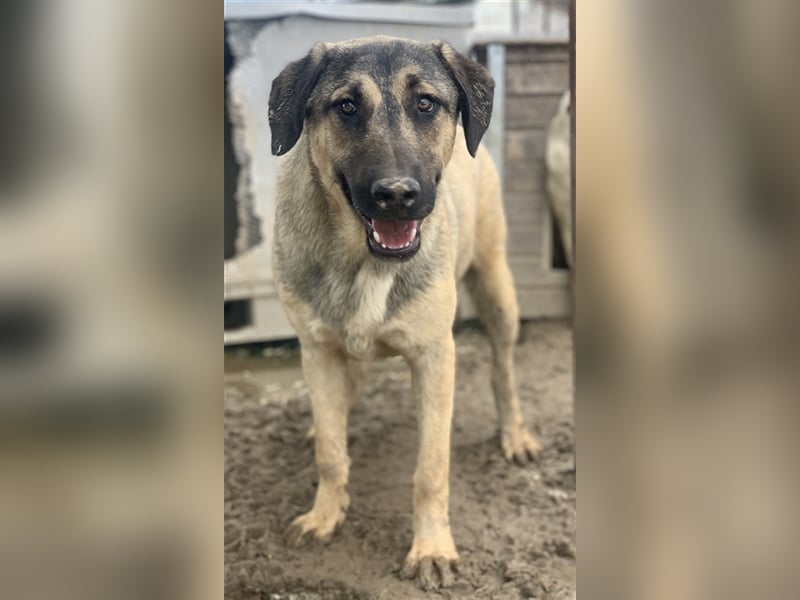 Liam, geb. ca. 09/2022, lebt in GRIECHENLAND, im städt. Tierheim Serres