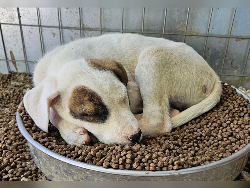 Mäx, geb. ca. 01/2024, lebt in GRIECHENLAND, im städt. Tierheim Serres