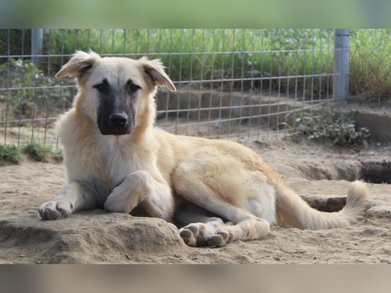 Arlo, geb. ca. 02/2023, lebt in GRIECHENLAND, im städt. Tierheim Serres