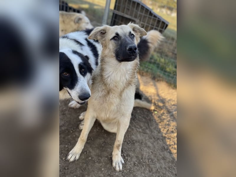 Arlo, geb. ca. 02/2023, lebt in GRIECHENLAND, im städt. Tierheim Serres