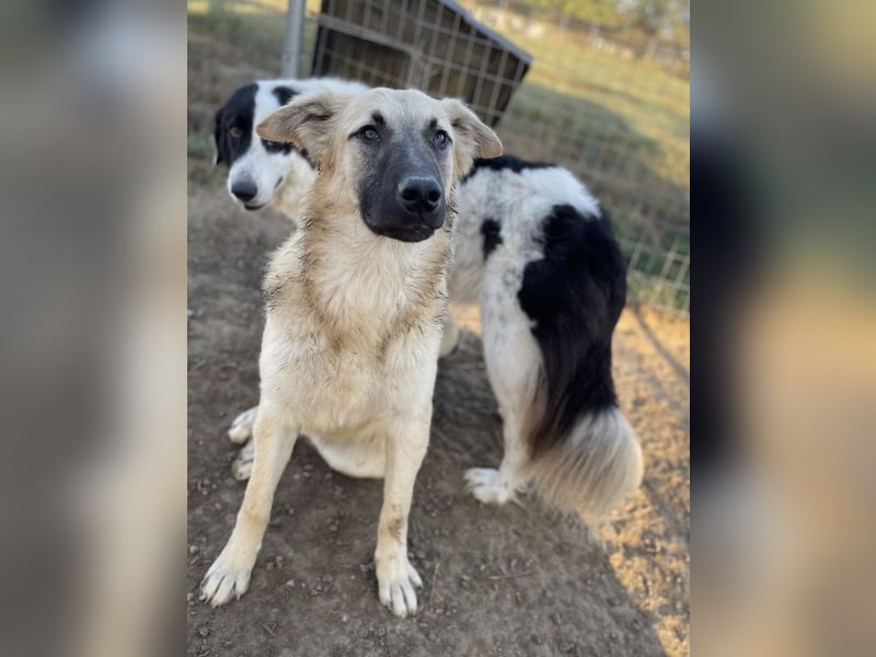 Arlo, geb. ca. 02/2023, lebt in GRIECHENLAND, im städt. Tierheim Serres