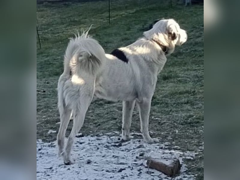 Käpt’n Blaubär, geb. ca. 01/2023, lebt bei einer Familie in 09514 Pockau, Vermittlungshilfe