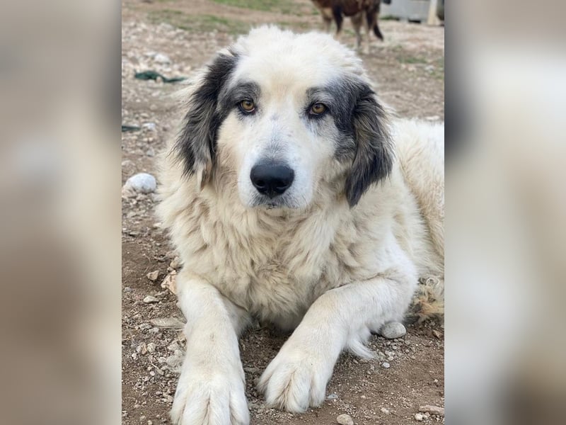 Günter, geb. ca. 09/2018, lebt in GRIECHENLAND, im städt. Tierheim Serres