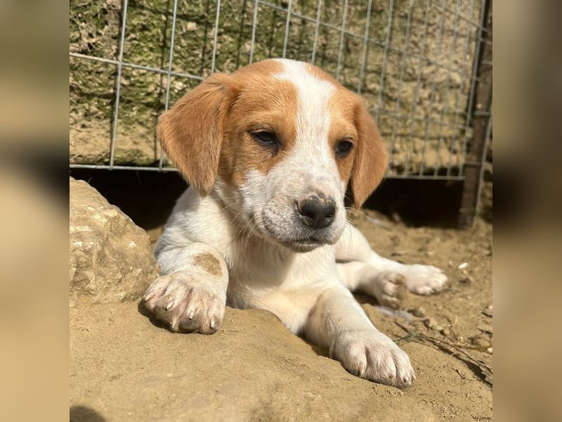 Tucker, geb. ca. 12/2024, lebt in GRIECHENLAND, auf einer privaten Pflegestelle