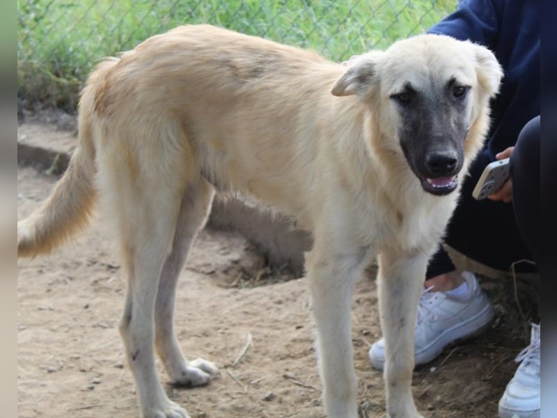Arlo, geb. ca. 02/2023, lebt in GRIECHENLAND, im städt. Tierheim Serres