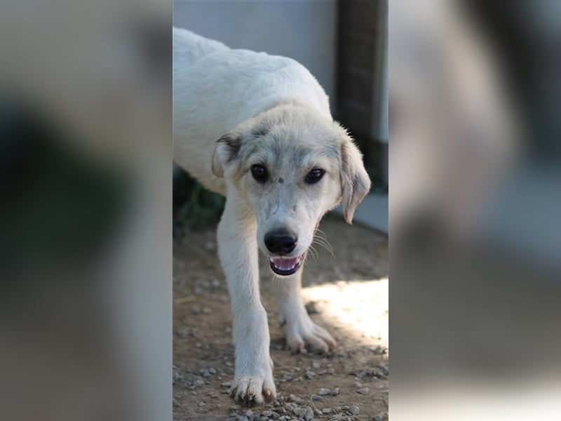 Wax, geb. ca. 04/2022, lebt in GRIECHENLAND, im städt. Tierheim Serres