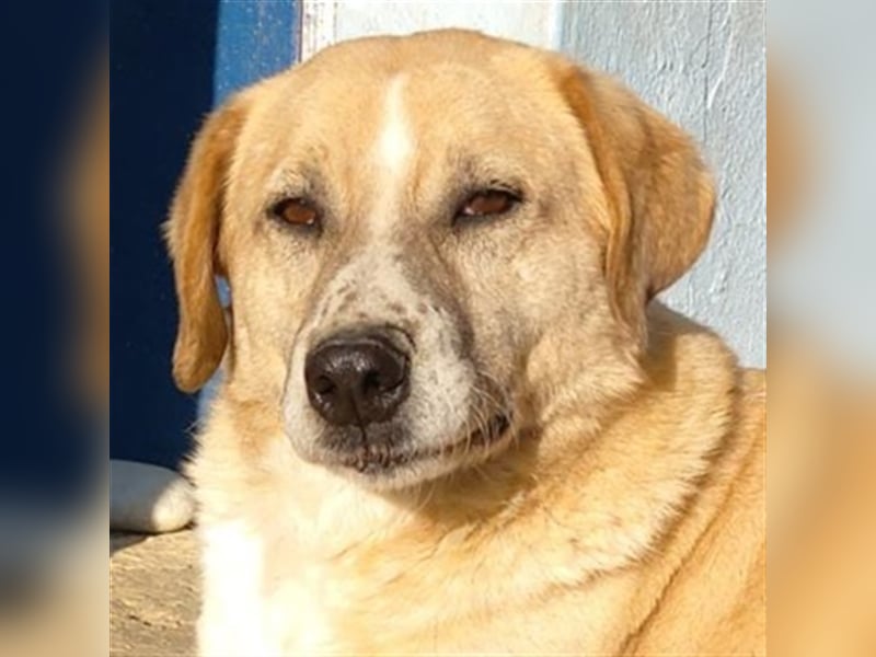 Spike, geb. ca. 05/2019, lebt in GRIECHENLAND, im städt. Tierheim Serres