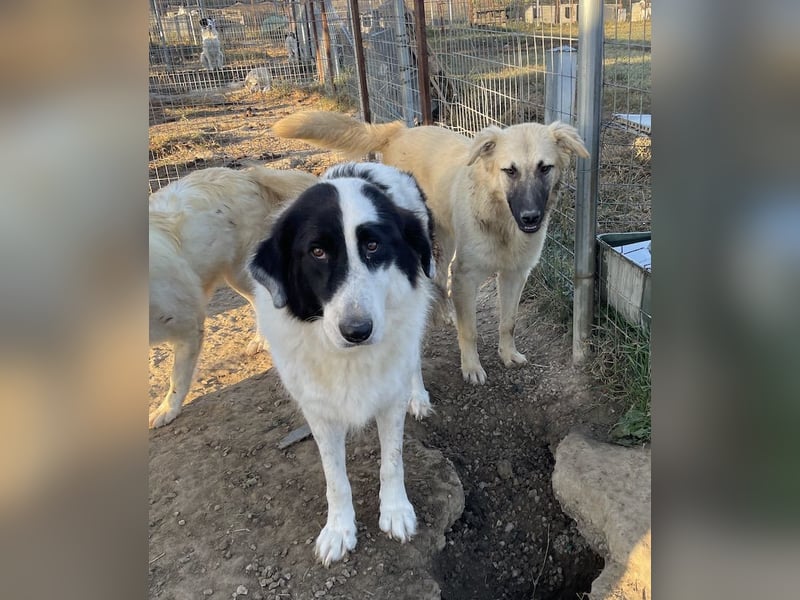 Arlo, geb. ca. 02/2023, lebt in GRIECHENLAND, im städt. Tierheim Serres