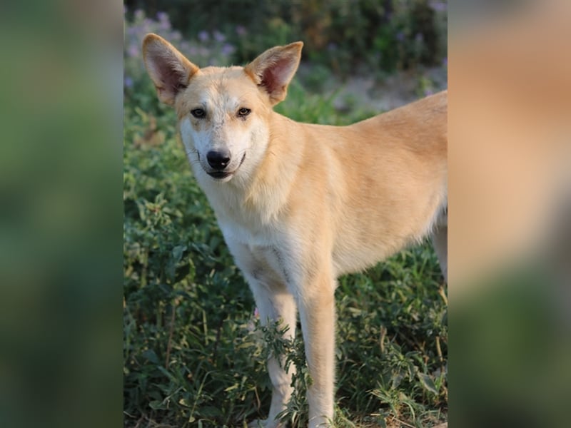 Milio, geb. ca. 09/2022, lebt in GRIECHENLAND, im städt. Tierheim Serres