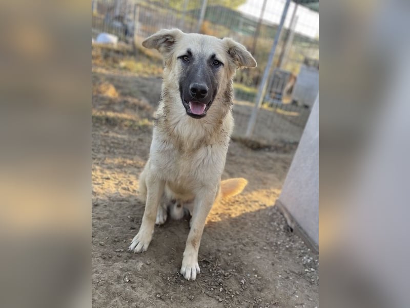 Arlo, geb. ca. 02/2023, lebt in GRIECHENLAND, im städt. Tierheim Serres