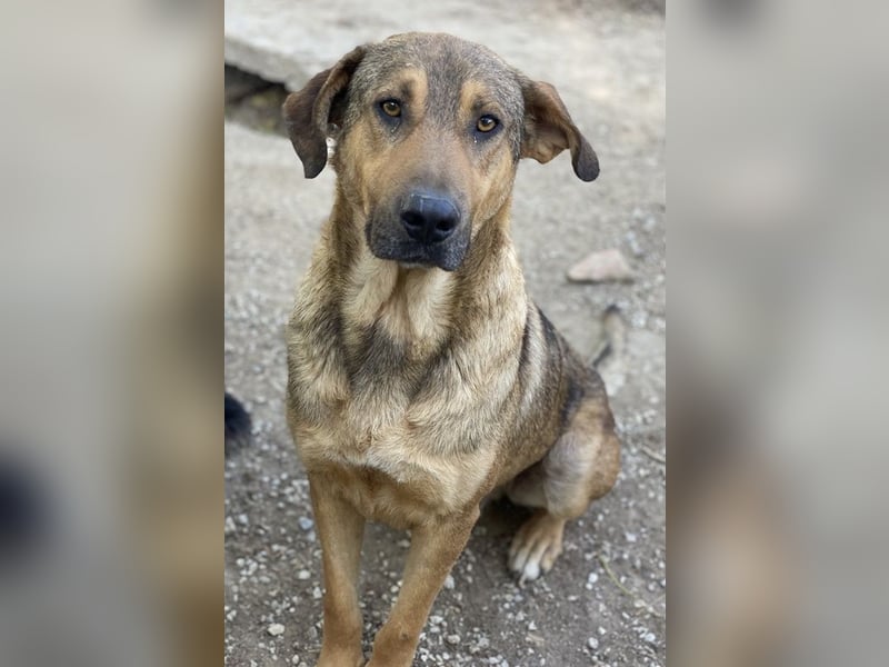 Novo, geb. ca. 04/2023, lebt in GRIECHENLAND, im städt. Tierheim Serres