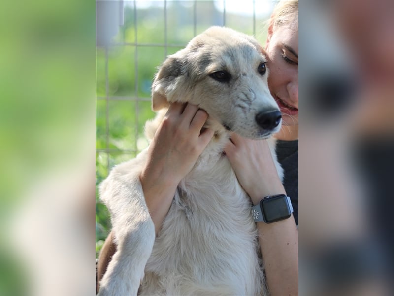 Wax, geb. ca. 04/2022, lebt in GRIECHENLAND, im städt. Tierheim Serres
