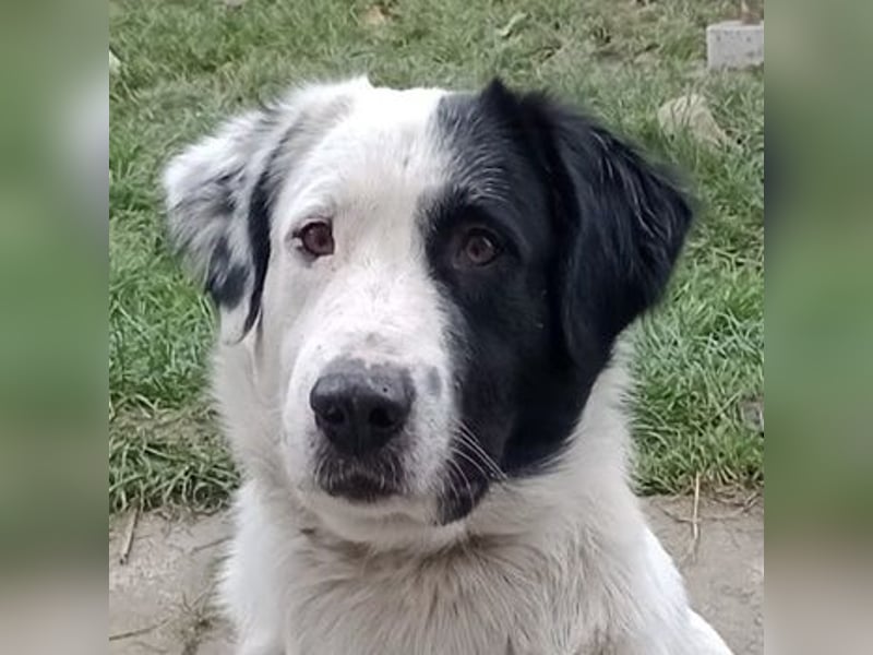 Käpt’n Blaubär, geb. ca. 01/2023, lebt bei einer Familie in 09514 Pockau, Vermittlungshilfe