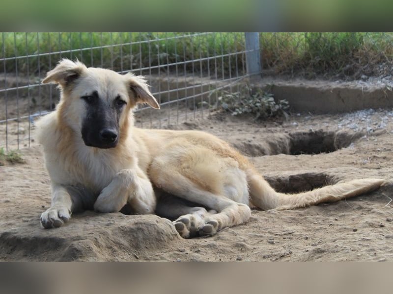 Arlo, geb. ca. 02/2023, lebt in GRIECHENLAND, im städt. Tierheim Serres
