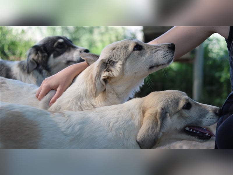 Wax, geb. ca. 04/2022, lebt in GRIECHENLAND, im städt. Tierheim Serres