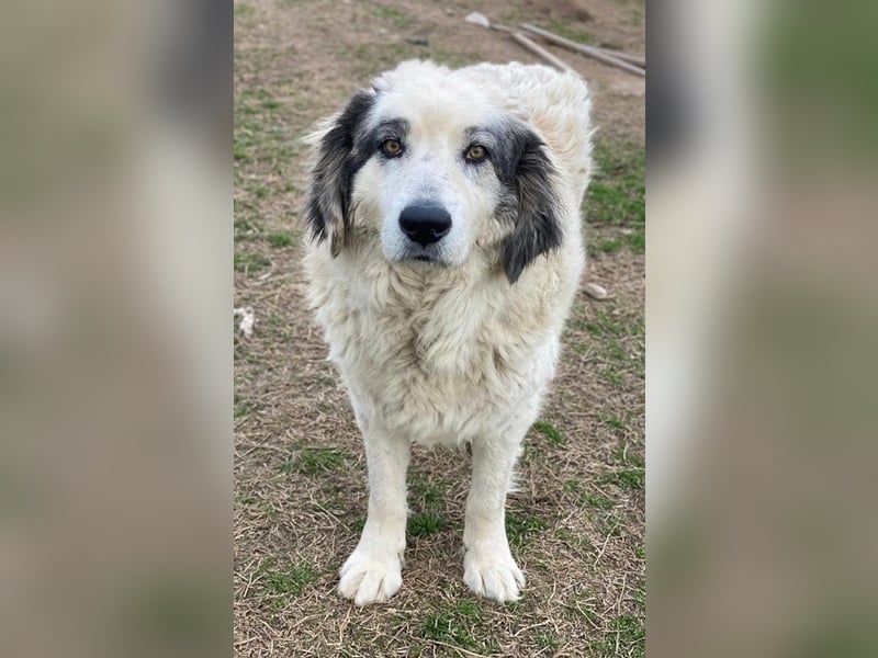 Günter, geb. ca. 09/2018, lebt in GRIECHENLAND, im städt. Tierheim Serres