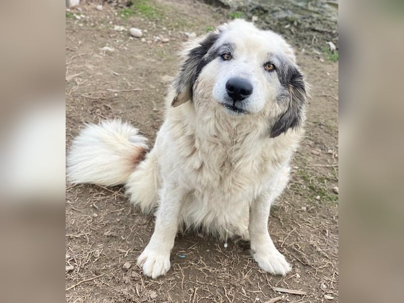 Günter, geb. ca. 09/2018, lebt in GRIECHENLAND, im städt. Tierheim Serres