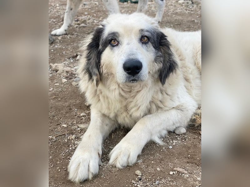 Günter, geb. ca. 09/2018, lebt in GRIECHENLAND, im städt. Tierheim Serres