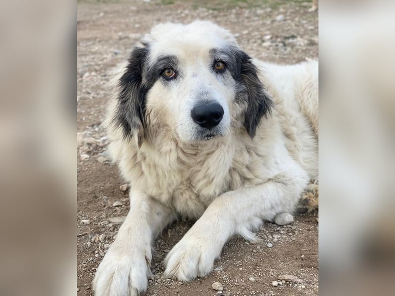 Günter, geb. ca. 09/2018, lebt in GRIECHENLAND, im städt. Tierheim Serres