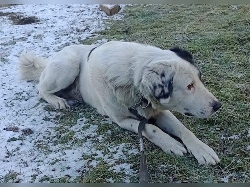 Käpt’n Blaubär, geb. ca. 01/2023, lebt bei einer Familie in 09514 Pockau, Vermittlungshilfe