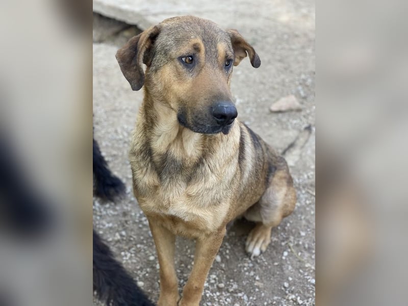 Novo, geb. ca. 04/2023, lebt in GRIECHENLAND, im städt. Tierheim Serres