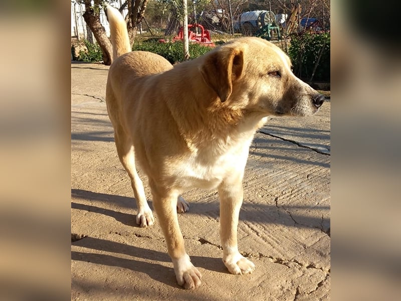 Spike, geb. ca. 05/2019, lebt in GRIECHENLAND, im städt. Tierheim Serres
