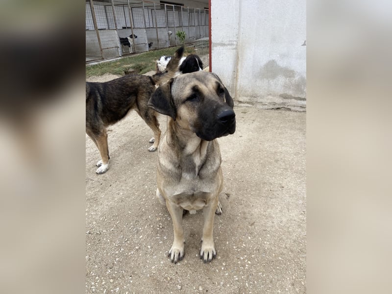 Apache, geb. ca. 04/2022, lebt in GRIECHENLAND, im städt. Tierheim Serres