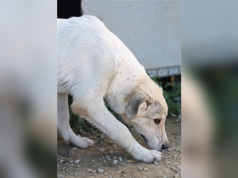 Wax, geb. ca. 04/2022, lebt in GRIECHENLAND, im städt. Tierheim Serres