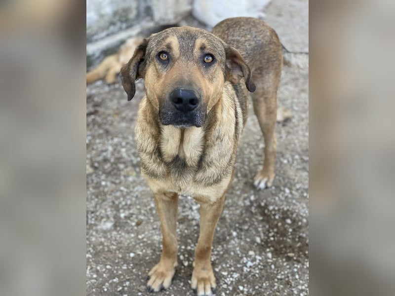 Novo, geb. ca. 04/2023, lebt in GRIECHENLAND, im städt. Tierheim Serres