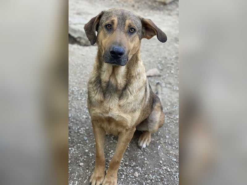 Novo, geb. ca. 04/2023, lebt in GRIECHENLAND, im städt. Tierheim Serres