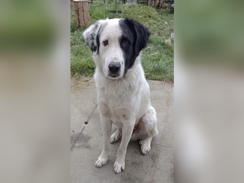 Käpt’n Blaubär, geb. ca. 01/2023, lebt bei einer Familie in 09514 Pockau, Vermittlungshilfe