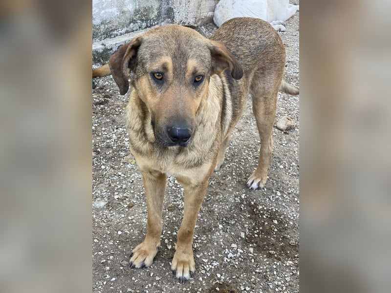 Novo, geb. ca. 04/2023, lebt in GRIECHENLAND, im städt. Tierheim Serres