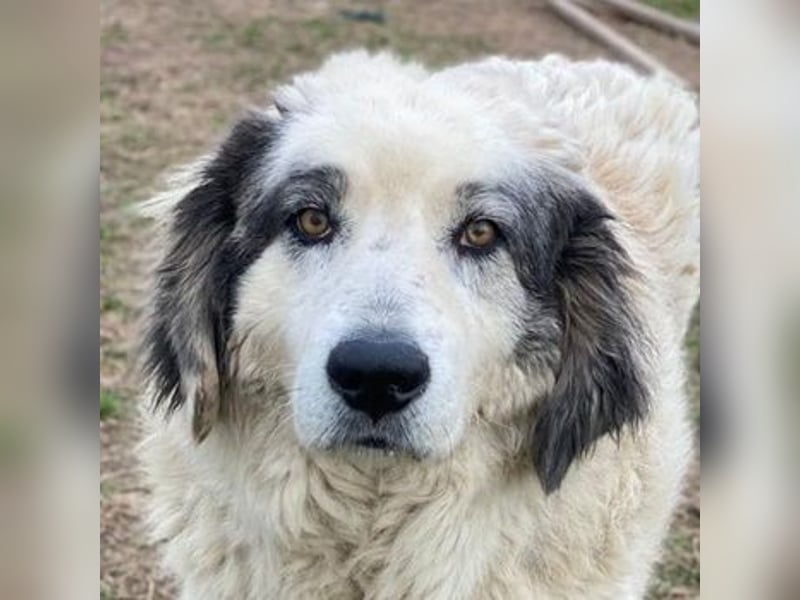 Günter, geb. ca. 09/2018, lebt in GRIECHENLAND, im städt. Tierheim Serres