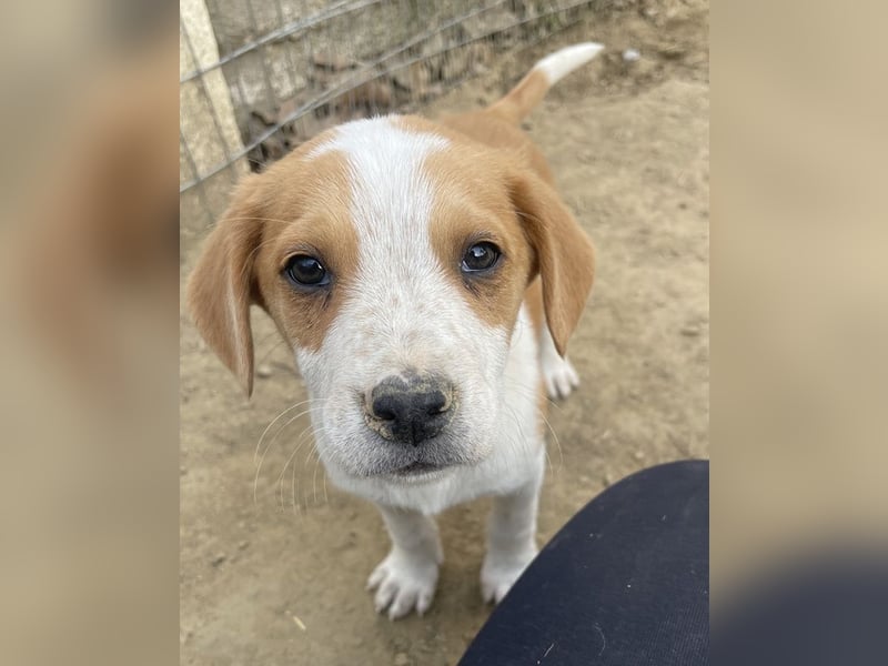 Tucker, geb. ca. 12/2024, lebt in GRIECHENLAND, auf einer privaten Pflegestelle