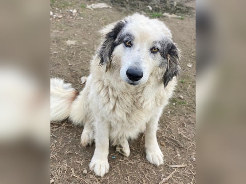 Günter, geb. ca. 09/2018, lebt in GRIECHENLAND, im städt. Tierheim Serres