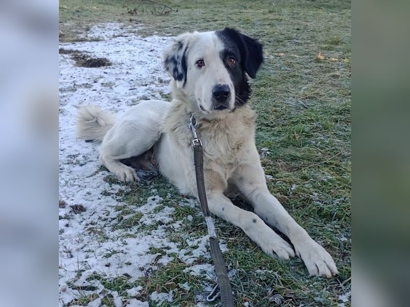 Käpt’n Blaubär, geb. ca. 01/2023, lebt bei einer Familie in 09514 Pockau, Vermittlungshilfe