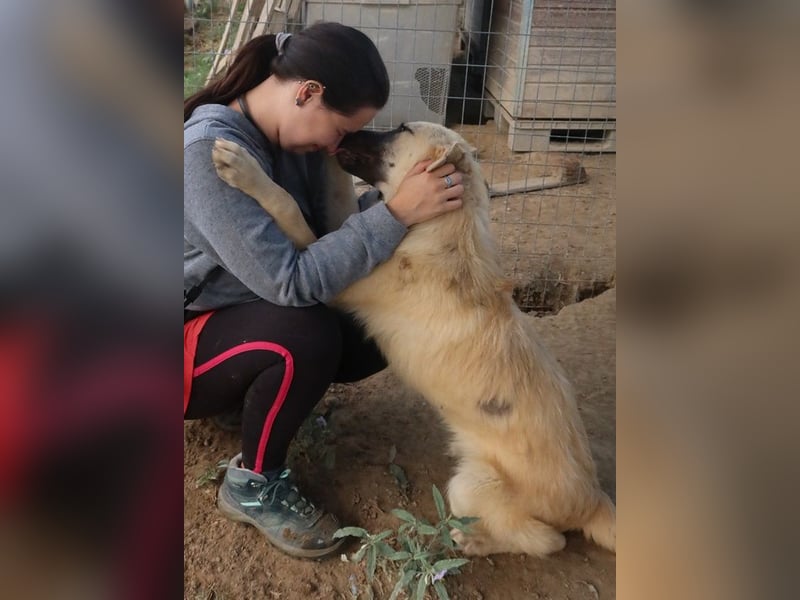 Arlo, geb. ca. 02/2023, lebt in GRIECHENLAND, im städt. Tierheim Serres