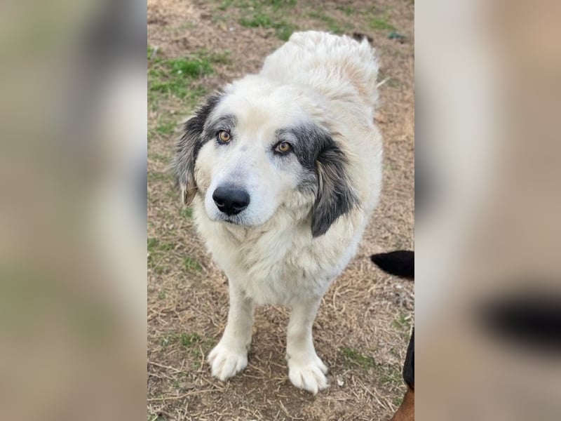 Günter, geb. ca. 09/2018, lebt in GRIECHENLAND, im städt. Tierheim Serres