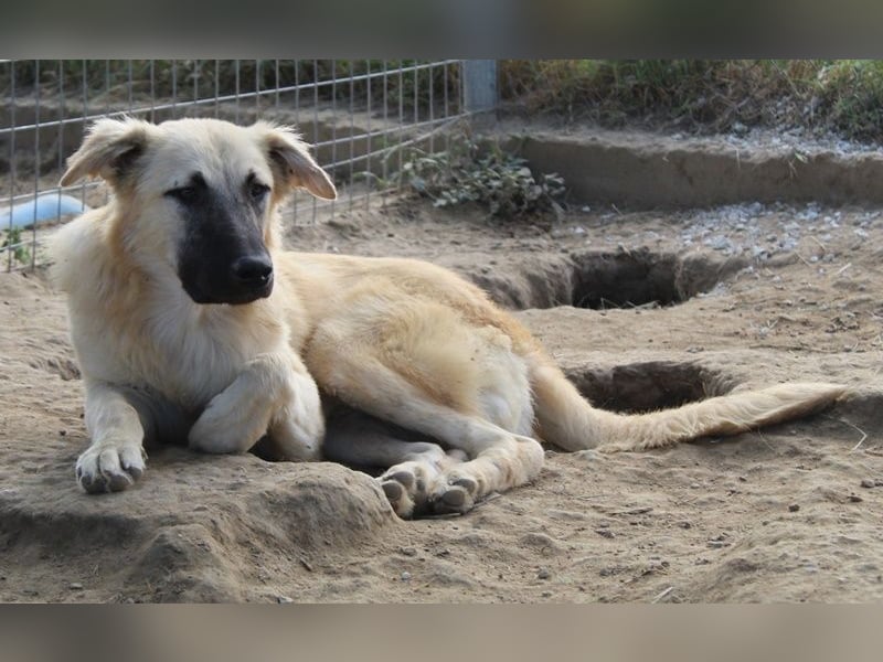 Arlo, geb. ca. 02/2023, lebt in GRIECHENLAND, im städt. Tierheim Serres