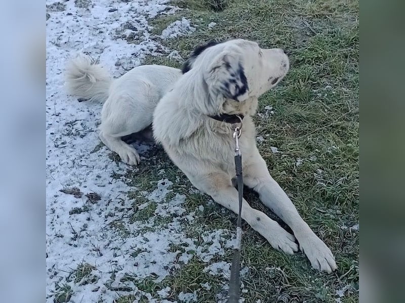 Käpt’n Blaubär, geb. ca. 01/2023, lebt bei einer Familie in 09514 Pockau, Vermittlungshilfe