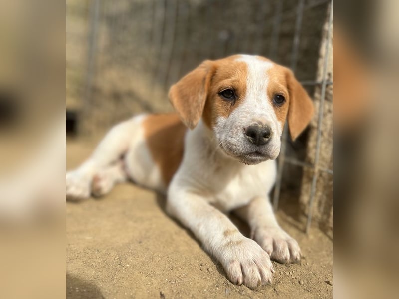 Tucker, geb. ca. 12/2024, lebt in GRIECHENLAND, auf einer privaten Pflegestelle