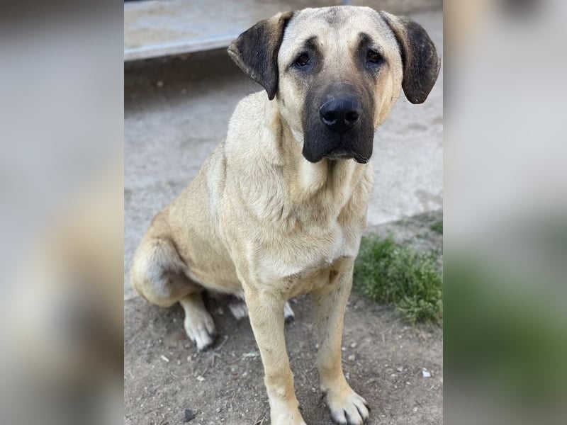 Apache, geb. ca. 04/2022, lebt in GRIECHENLAND, im städt. Tierheim Serres