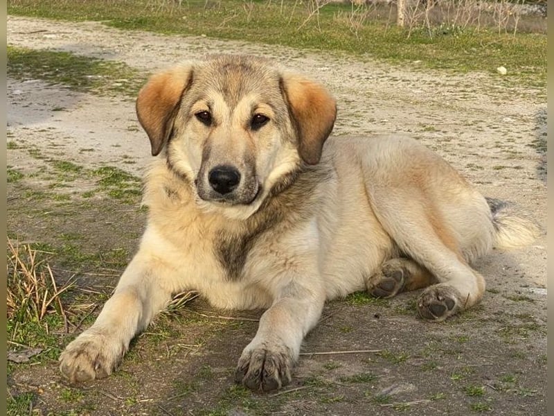 Hanno, geb. ca. 09/2024, lebt in GRIECHENLAND, im städt. Tierheim Serres
