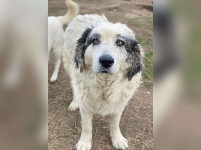 Günter, geb. ca. 09/2018, lebt in GRIECHENLAND, im städt. Tierheim Serres