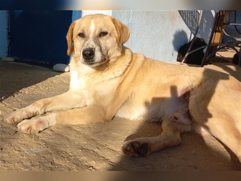 Spike, geb. ca. 05/2019, lebt in GRIECHENLAND, im städt. Tierheim Serres